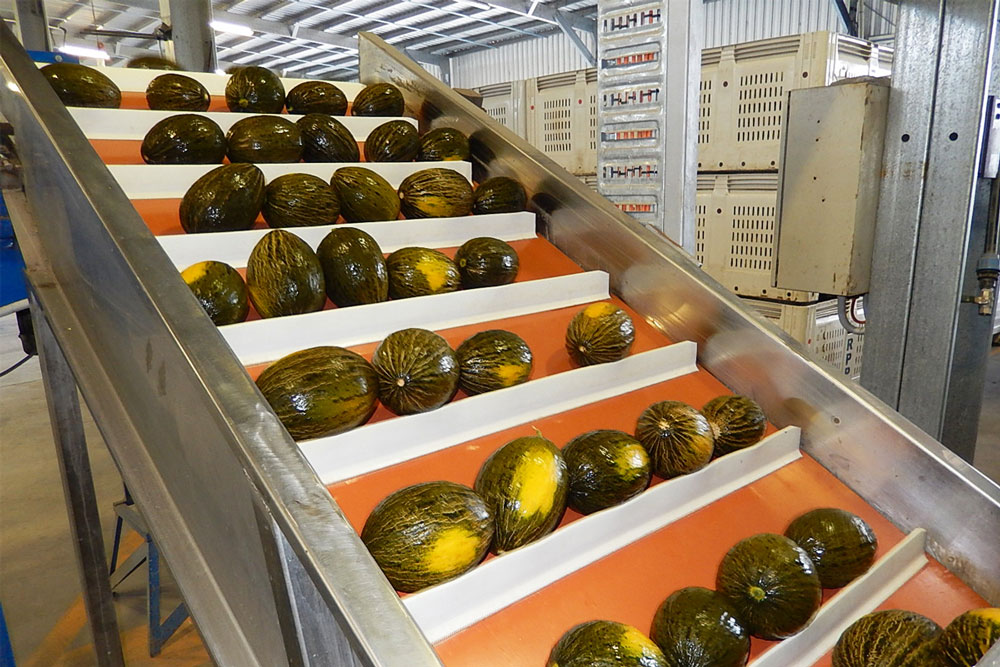 Melons on a Conveyor Belt