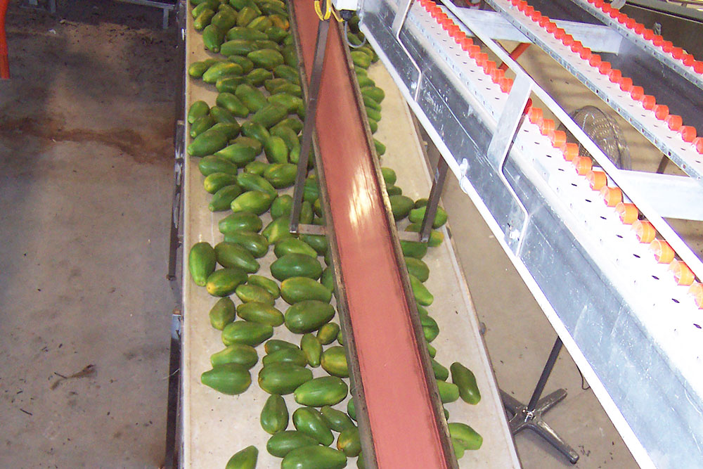 Papaya on a Conveyor Belt