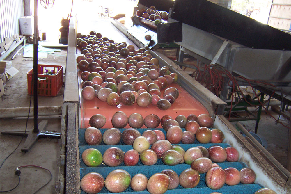 Passionfruit on a Conveyor Belt