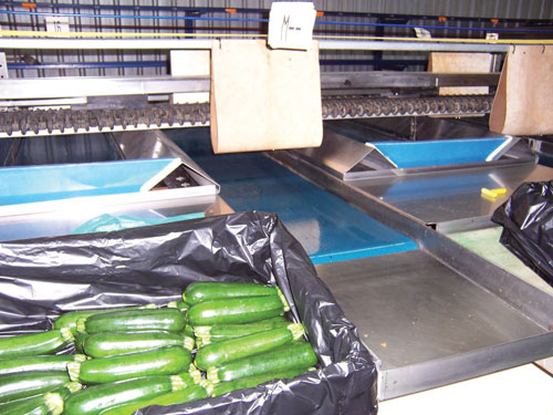 2 ply Blue PVC zucchini grading belt