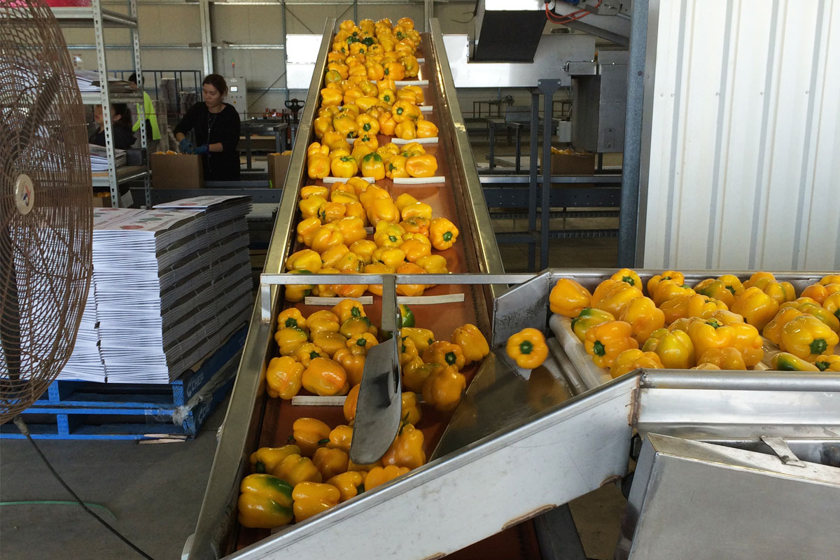 Yellow Caps Yellow Caps