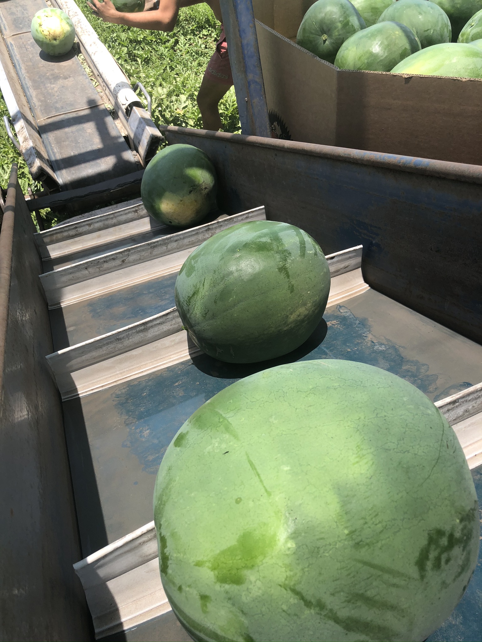 Watermelon elevator heavy duty cleats Watermelon elevator heavy duty cleats