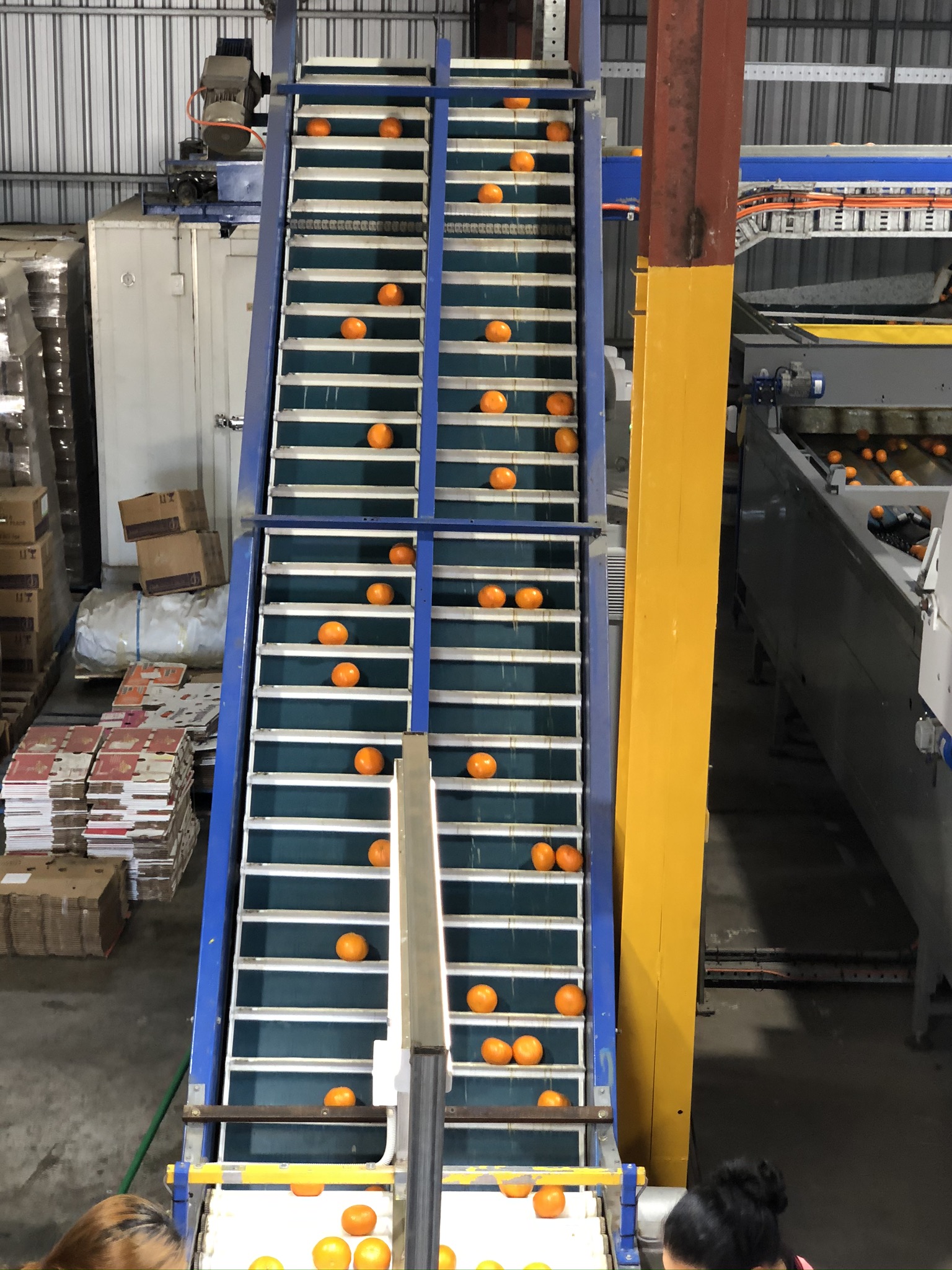 Cleated citrus elevator belt Cleated citrus elevator belt
