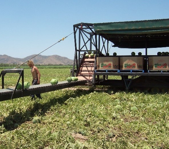 Melon picking belts Melon picking belts