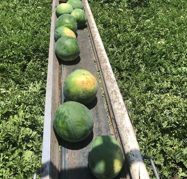 Watermelon boom belt Watermelon boom belt