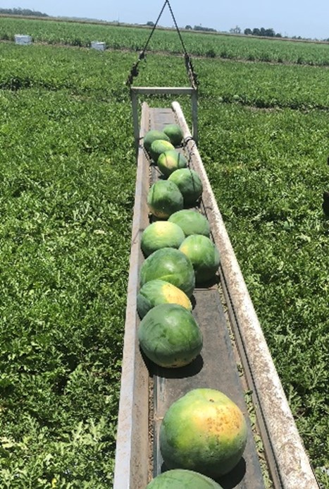 Watermelon boom belt Watermelon boom belt