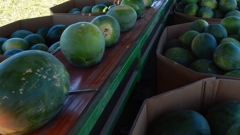 Watermelon picking trailer belt Watermelon picking trailer belt