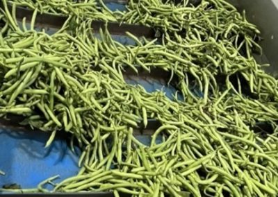 Bean input elevator belt