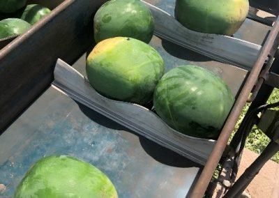 Melon picking trailer elevator belt