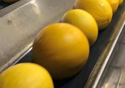 Melon singulator belts