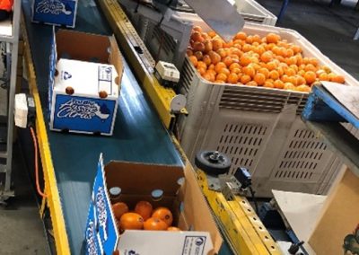 Mandarin packing