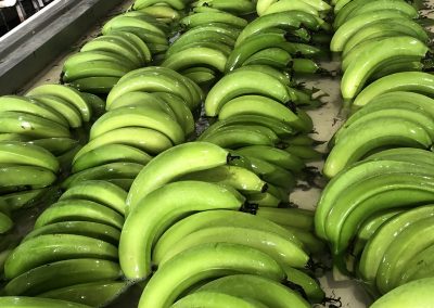 Banana packing belt