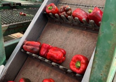 Capsicum picking elevator with HDPE lift fingers and matched input/output fingers