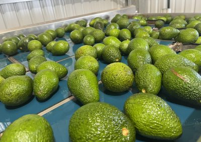 Avocado grading belts